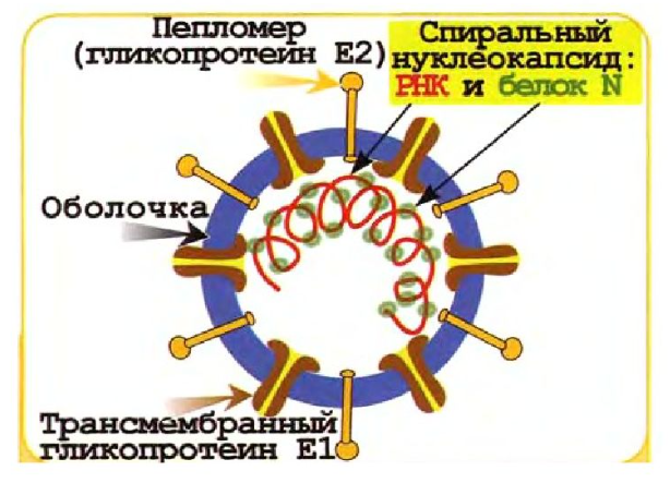 структура вируса